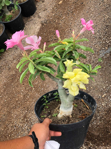 Flor Del Desierto Dos Tonos (planta Con Flor Y/o Botón) 35cm