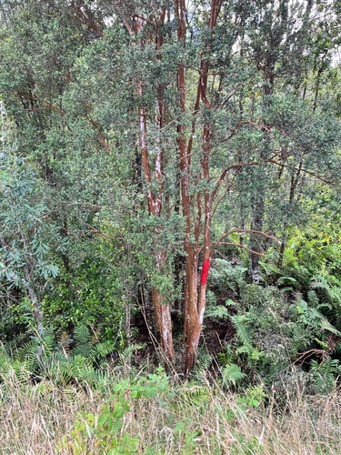 Imagen 12 de 13 de Se Vende Terreno En Chiloe Sector Chacao Costado Ruta 5