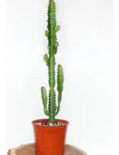 Suculenta Euforbia Africana Verde / Rubra H E R M O S A