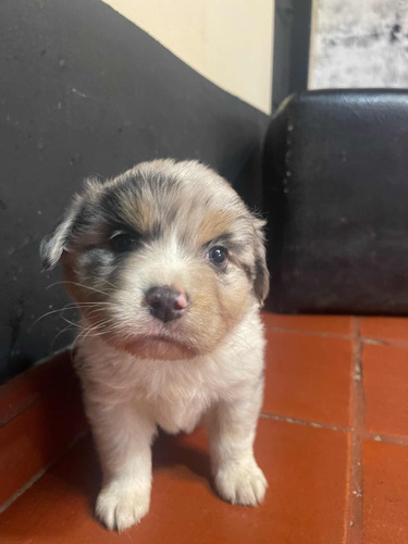 Hembra Border Collie Garantizada