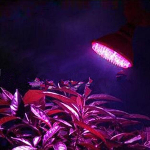Planta De Interior Crece Ligera 220v 5w