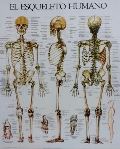 Libro - Lamina Del Esqueleto Y De Los Musculos