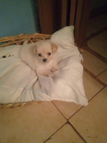 Imagen 1 de 5 de Cachorros Poodlers Micro Toys