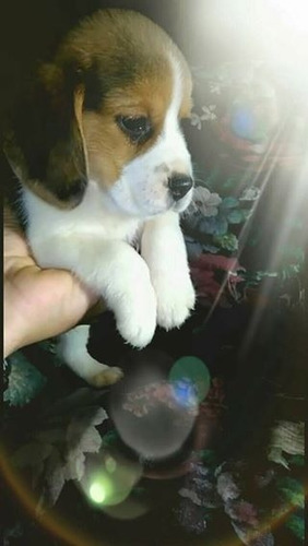 Beagle Cachorros
