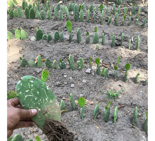 50 Pencas/planta Nopal Verdura Enraizada