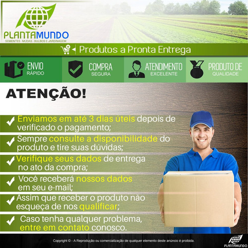100 Sementes De Couve Crespa Anã Kale
