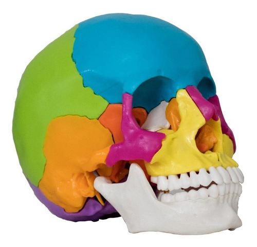 Cranio Didatico Desmontavel 22 Partes Anatomical Plus Ap015