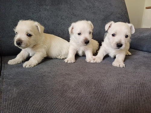 Cachorros West Disponibles 