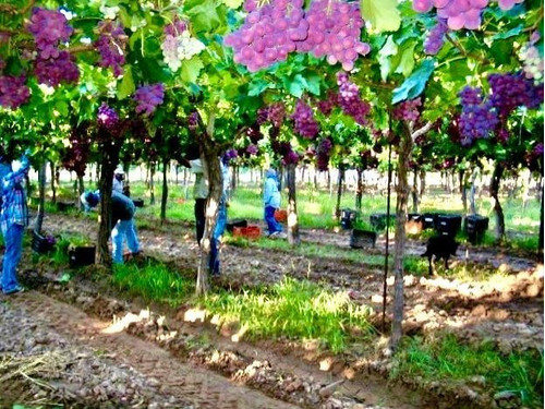 Greenwood Vende Inmaculada Finca En El Departamento De San Martin, Tres Porteña.
