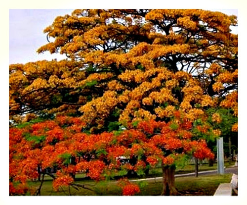 Imagem 3 de 5 de Kit 50 Sementes De Flamboyant Vermelho E Amarelo - Acácia