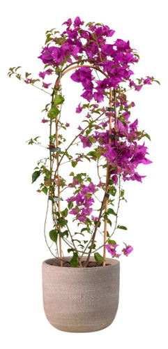 Tango Enredadera Planta