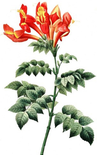 Bignonia Capensisx 2 U..florece Prim. Decojardin Bella Vista