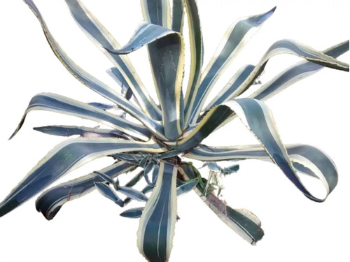 Agave Americana 10lts