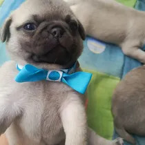 Comprar Cachorros Raza Pugs 100% Puros