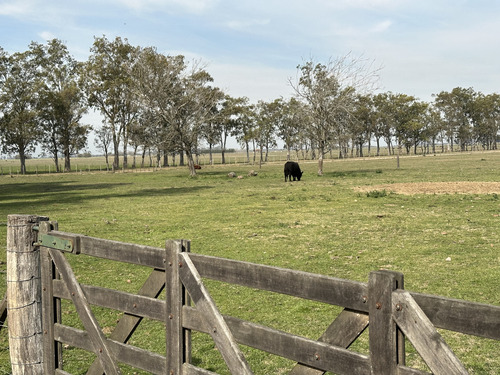 Campo En Venta. 26 Has. Mixto En Loma Verde