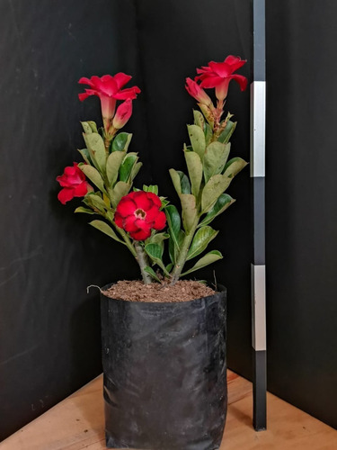Imagen 2 de 4 de Flor De Desierto Multipetalo, Colores Hermosos
