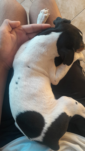 Ratonero Bodeguero Machitos Puros 60 Días Tricolor