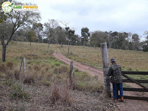 Imagem 9 de 12 de Fazenda À Venda Em Nioaque - Ms - 126 Hectares - (dupla Aptidão) - 2131