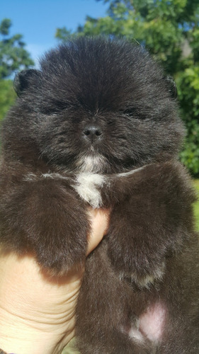 Lulu Da Pomerania Preto Ursinho