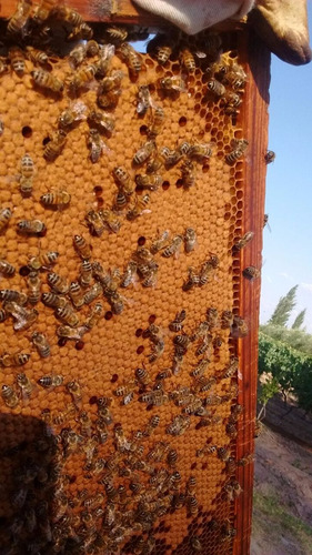Núcleo De Abejas