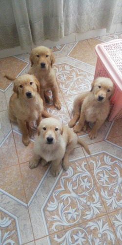 Venta De Cachorros Golden Retrievert De Pura Razs