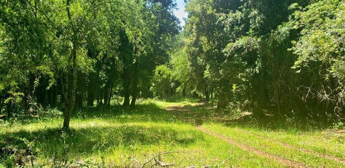 Imagen 13 de 16 de Agrícola En Venta En Lago Ranco