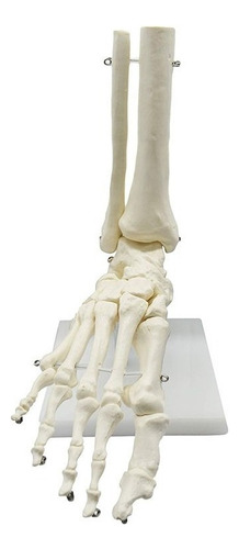 1:1 Lifesize Modelo De Esqueleto Pie Tobillo Hueso De Human