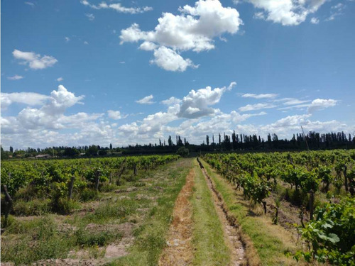 Vendo Finca A Tranquera Cerrada San Rafael Mendoza