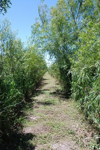 Imagen 4 de 8 de Lote 12.000 M2. En Isla Del Tigre Urge Venta- Oportunidad!
