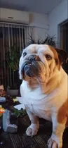 Comprar Bull Dog  Ingles Para Monta  Knc  Hijio Campeón Sudamérica