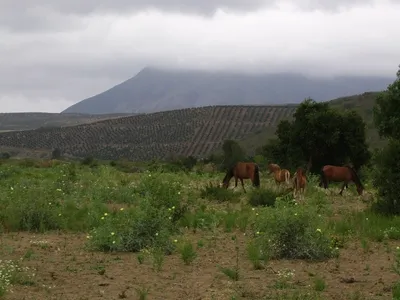 Agrícola en venta