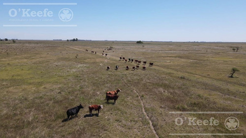 Imagen 1 de 20 de Campo En Venta De 300 Has En Gualeguaychu - Ganadero - Oportunidad!