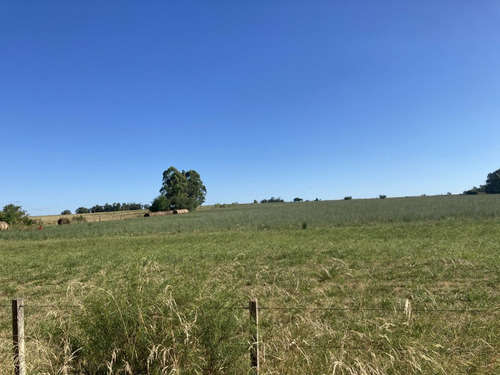 Imagen 6 de 14 de Chacra De 7 Hás Sobre Ruta 12 A 5 Km De Tala,