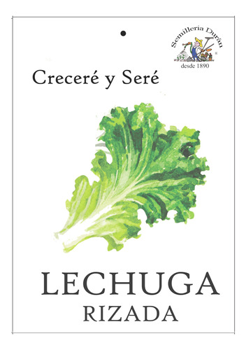 Semillas De Lechuga Rizada