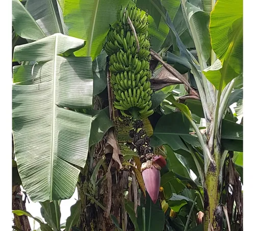 Vendo Finca Por El Trebol 7,5 Has (11,5 Cuadras) Chinchina