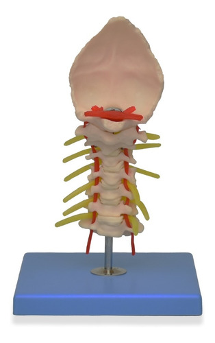 Zeigen Modelo Anatómico De La Vertebra Cervical
