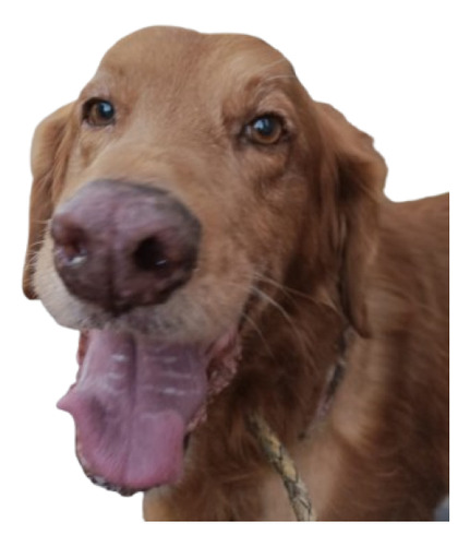 Symon, Bellísimooo Golden Con Vizla, Imperdible, En Adopcion