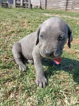 Comprar Mastín Napolitano Macho En Venta Gris Oscuro
