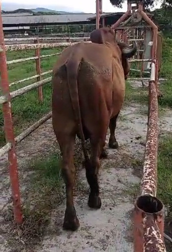 Imagen 3 de 5 de Toro Gyr Registrado Alta Genetica Alta Pureza