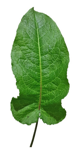 4 Mudas Língua De Vaca - Labaça - Panc - Rumex Obtusifolius
