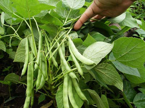 300 Semilla De Frijol Ejotero Para Cultivar