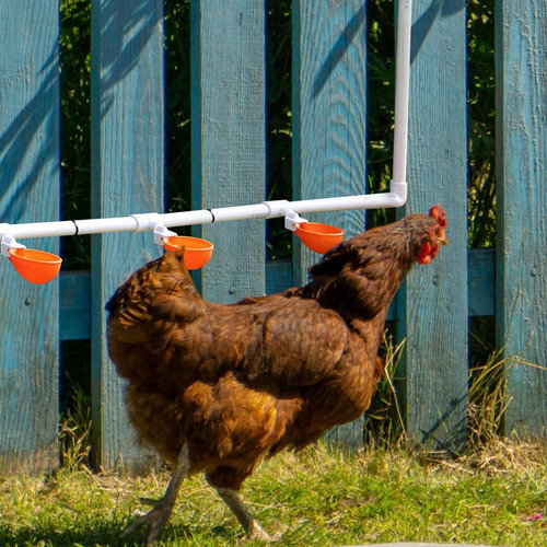 Bebedero Para Patos Regaderas Para Aves De Corral 5pcs Vasos