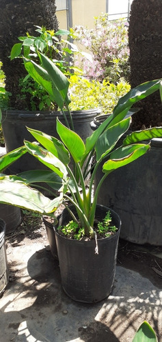 Strelitzia Reginae (ave Del Paraíso, Flor Del Pajaro) 10lts