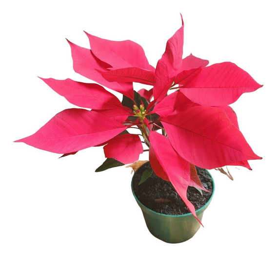 Muda Flor De Natal | MercadoLivre 📦 Muda Flor De Natal | MercadoLivre 📦