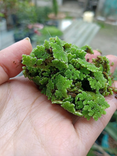 En Venta Simbiosis Azolla-anabaena Generadora De Nitrógeno. 