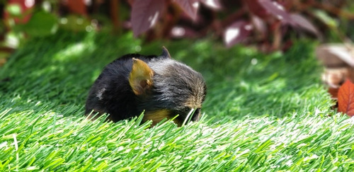 Imagen 3 de 6 de Yorkshire Terrier Teacup Garantizado