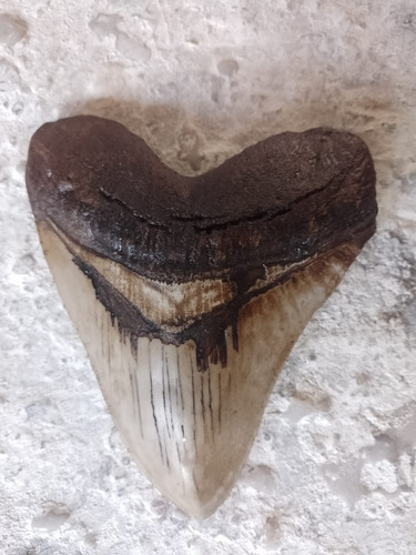 Diente De Megalodon Fabricado Con Resina De Alta Calidad.