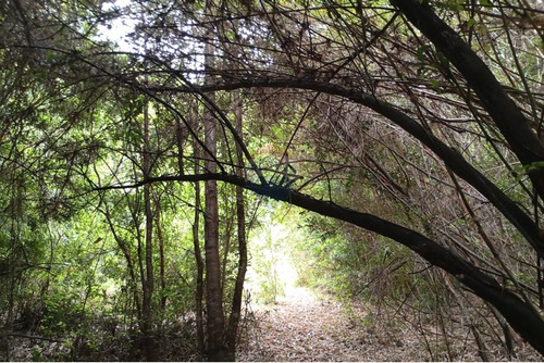 Venta Parcela Pucón Con Acceso A Rio Carhuello
