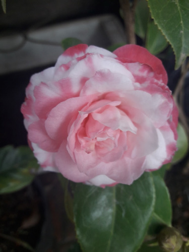 Planta De Camelias De Flor Blanca Y Rosada 50 Cms Alt. Ramif