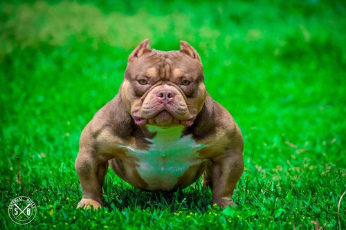 Cachorra Hembra Bully